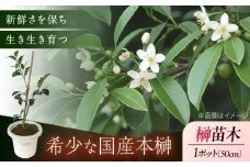 植物 福の山・榊（サカキ) 苗木(1ポット)：50cm 広島県福山市/小林商事 本榊 さかき 苗木 地植え 神棚 プランター 観葉植物 [BAEA006]