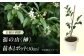 商標登録済みの国産本榊「福の山・榊」 植物 さかき 苗木 地植え 神棚 祭壇