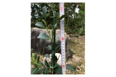 植物 福の山・榊（サカキ） 苗木（1鉢）：80cm プランター 広島県福山市/小林商事  本榊 さかき 苗木 地植え 神棚 祭壇 観葉植物 [BAEA005]