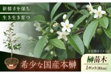 植物 福の山・榊（サカキ） 苗木（1鉢）：80cm プランター 広島県福山市/小林商事  本榊 さかき 苗木 地植え 神棚 祭壇 観葉植物 [BAEA005]