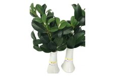 植物 備後・榊（サカキ）切り枝 １束サイズ1セット（2束入り） 広島県福山市/小林商事 本榊 さかき 国産 神棚 枝木 [BAEA010]