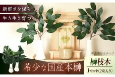 植物 備後・榊（サカキ）切り枝 １束サイズ1セット（2束入り） 広島県福山市/小林商事 本榊 さかき 国産 神棚 枝木 [BAEA010]