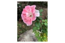 花 薔薇（ミニバラ苗木）：スマイルふくやま・1ポット 広島県福山市/小林商事 植物 お花 ポット苗 苗 薔薇 バラ 観葉植物 [BAEA004]