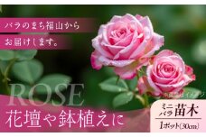 花 薔薇（ミニバラ苗木）：スマイルふくやま・1ポット 広島県福山市/小林商事 植物 お花 ポット苗 苗 薔薇 バラ 観葉植物 [BAEA004]