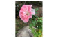 【ばらのまち福山】が送る小さな薔薇 花 お花 バラ 植物 苗 ポット苗 観葉植物