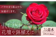花 薔薇（ミニバラ苗木）：ラブリーふくやま・1ポット 広島県福山市/小林商事 植物 お花 ポット苗 苗 薔薇 バラ 観葉植物 [BAEA001]