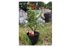 花 薔薇（ミニバラ苗木）：チャーミーふくやま・１ポット 広島県福山市/小林商事 植物 お花 苗木 苗 薔薇 バラ 観葉植物 [BAEA003]
