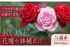 花 薔薇（ミニバラ苗木）：ふくやまシリーズ 3種混合・3ポット 広島県福山市/小林商事 植物 お花 苗木 苗 薔薇 バラ 観葉植物 セット [BAEA002]