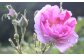 コーヒー×バラで優雅なひとときを 珈琲 薔薇 食用バラ ばら ドリップコーヒー