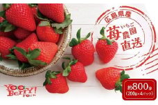 農園直送！いちご（200g×4パック）【苺 フルーツ 果物 産地直送 広島県 福山市 】