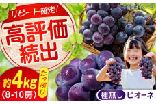 【ふるさと納税】期間限定/8月下旬〜9月上旬頃発送 沼隈ぶどう「ピオーネ」 約2kg×2 8〜10房（種なし） 広島県福山市/福山市農業協同組合　沼隈グリーンセンター ぶどう ブドウ 葡萄 種なし 大粒 ピオーネ[BAEV006]