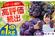 【ふるさと納税】期間限定/8月下旬〜9月上旬頃発送沼隈ぶどう「ピオーネ」約1kg　2房（種なし） 広島県福山市/福山市農業協同組合　沼隈グリーンセンター ぶどう ブドウ 葡萄 種なし 大粒 ピオーネ[BAEV008]