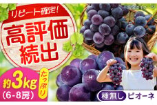 期間限定/8月下旬〜9月上旬頃発送沼隈ぶどう「ピオーネ」約1kg×3 ６~８房（種なし） 広島県福山市/福山市農業協同組合　沼隈グリーンセンター ぶどう ブドウ 葡萄 種なし 大粒 ピオーネ[BAEV009]
