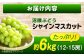 果物 フルーツ デザート 旬 期間限定 シャインマスカット マスカット 大粒
