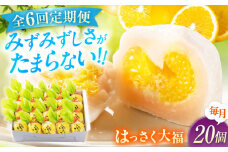 【全6回定期便】お菓子 はっさく大福20個入　 お菓子 大福 八朔 柑橘 みかん オレンジ 餅 ギフト お取り寄せ スイーツ フルーツ大福 ご当地 菓子 おかし デザート 食品 人気 おすすめ 広島県福山市/株式会社虎屋本舗[BADH031]