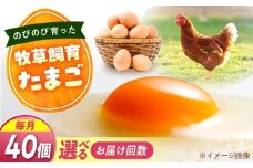 天心山　たまご40個　【回数が選べる定期便】卵 たまご 高級 食品 たまごかけご飯 卵かけご飯 卵焼き 生卵 濃厚 ケーキ お菓子 づくり ランキング 上位 人気 おすすめ 定期便　広島県福山市/天心山ファーム [BABW031]