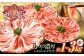 肉 豚肉 ロース バラ しゃぶしゃぶ セット 食べ比べ 贈答 ギフト プレゼント