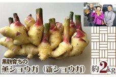 No.302 黒麹育ちの薫ショウガ（新ショウガ） ／ 生姜 しょうが ジンジャー 広島県 特産品