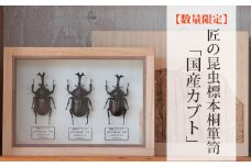 No.575 【数量限定】匠の昆虫標本桐箪笥「国産カブト」 ／ 標本箱 伝統工芸 レーザー加工 広島県 特産品