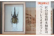 No.577 【数量限定】匠の昆虫標本桐箪笥「ヘラクレスオオカブト」 ／ 標本箱 伝統工芸 レーザー加工 広島県 特産品