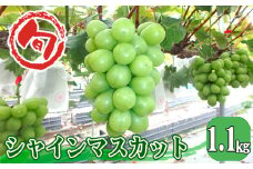 No.962 シャインマスカット　約1.1kg ／ 葡萄 ブドウ 果物 広島県 特産品