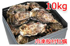 冷凍 殻付 牡蠣 10kg｜朝どれ 冷凍 加熱用 殻付き かき カキ 大粒 生牡蠣 生かき 生がき 生カキ 生ガキ 貝 シーフード オイスター 海産物 海鮮 魚介類 海の幸 海のミルク 濃厚 BBQ バーベキュー カンカン焼き ガンガン焼き かんかん焼き がんがん焼き おおたけカキ 広島 大竹 玖波 宮島 瀬戸 国産 産地直送 [1378]