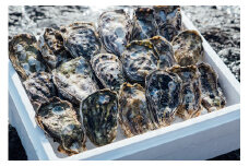 【予約商品】牡蠣　広島　殻付き牡蠣（13個～15個）　矢野水産【配送不可：離島】【配送時期：2026年1月上旬～2026年4月上旬】