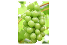 【予約商品】シャインマスカット2 房（約1kg）【配送時期：9月上旬～10月下旬】