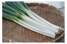 【予約商品】白ネギ 3kg 広島県産  有機栽培 【配送時期：12月上旬～1月下旬】