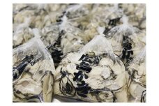 【予約商品】牡蠣　広島　むき身牡蠣1600ｇ（800ｇ×2）　矢野水産【配送不可：離島】【配送時期：2026年1月上旬～2026年4月上旬】