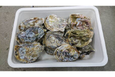 【予約商品】牡蠣 殻付き 15～20個 広島県産 新鮮 全国配送 濃厚 SDGs リピート【配送不可：離島】【配送時期：1月上旬～3月下旬】