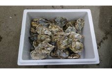 【予約商品】牡蠣 殻付き 35～40個 広島県産 新鮮 全国配送 濃厚 SDGs リピート【配送不可：離島】【配送時期：1月上旬～3月下旬】