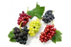 【2025年発送分先行予約】クイーンセブンと食べ比べセット（約2kg）　8月中旬発送　広島　農家直送・新鮮朝採り　【配送不可：離島】【※お届け日指定不可】