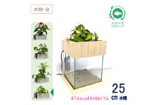 せせらぎビオトープ　25cm型基本+木枠台セット（ポトスorオキシカルジウム）