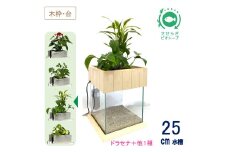 せせらぎビオトープ　25cm型基本+木枠台セット（ドラセナ＋他1種）
