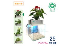 せせらぎビオトープ　25cm型基本+照明セット（アンスリウム）