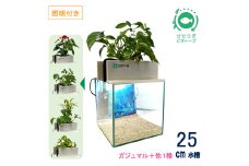 せせらぎビオトープ　25cm型基本+照明セット（ガジュマル＋他1種）