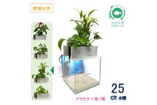 せせらぎビオトープ　25cm型基本+照明セット（ドラセナ＋他1種）