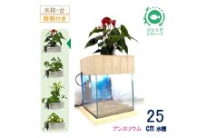 せせらぎビオトープ　25cm型照明+木枠台セット（アンスリウム）
