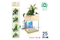 せせらぎビオトープ　25cm型照明+木枠台セット（ドラセナ＋他1種）