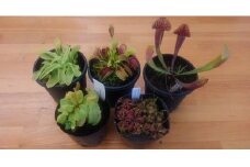 [№5895-0180]食虫植物入門セット