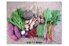 [№5895-0459]旬の野菜【M】セット【配達不可：北海道・沖縄・離島】