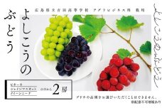 [№5895-0683]ぶどう 数量限定 吉高のブドウ 2房 ピオーネ シャインマスカット クインニーナ 果物 フルーツ  広島県立吉田高等学校 アグリビジネス科