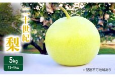[№5895-0688]梨 2025年 先行予約 二十世紀梨 5kg 12～14玉 果物 なし 広島県 安芸高田市