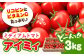野菜 やさい トマト とまと フルーツ フルーツトマト ミニトマト プチトマト ビタミン 常温 リコピン 健康 美容 国産