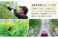 野菜 やさい トマト とまと フルーツ フルーツトマト ミニトマト プチトマト ビタミン 常温 リコピン 健康 美容 国産