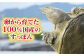 すっぽん すっぽん鍋 スッポン コラーゲン セット 珍味 海鮮 魚介類 冷蔵 鍋 なべ 唐揚げ スープ 美容 健康 高級 人気
