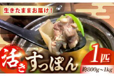【最高級食材】生きたまま届く 国産 江田島 すっぽん 【活き】 1匹 すっぽん すっぽん鍋 スッポン コラーゲン セット 珍味 海鮮 魚介類 冷蔵 鍋 なべ 唐揚げ スープ 料理 簡単 和食 美容 健康 食材 高級 天然 安心 安全 グルメ リピート ギフト 人気 高品質 好評 広島県産 江田島市/平井興産株式会社 [XAC003]
