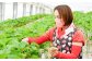 苺 いちご イチゴ ストロベリー 果物 くだもの ジャム 紅ほっぺ フルーツ 冷蔵 小分け 産地直送 甘い 品種 国産 広島県産