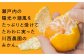  みかん ミカン mikan 蜜柑 果物 くだもの フルーツ 柑橘 かんきつ 小玉 濃厚 甘い 甘味 ギフト 人気 先行予約